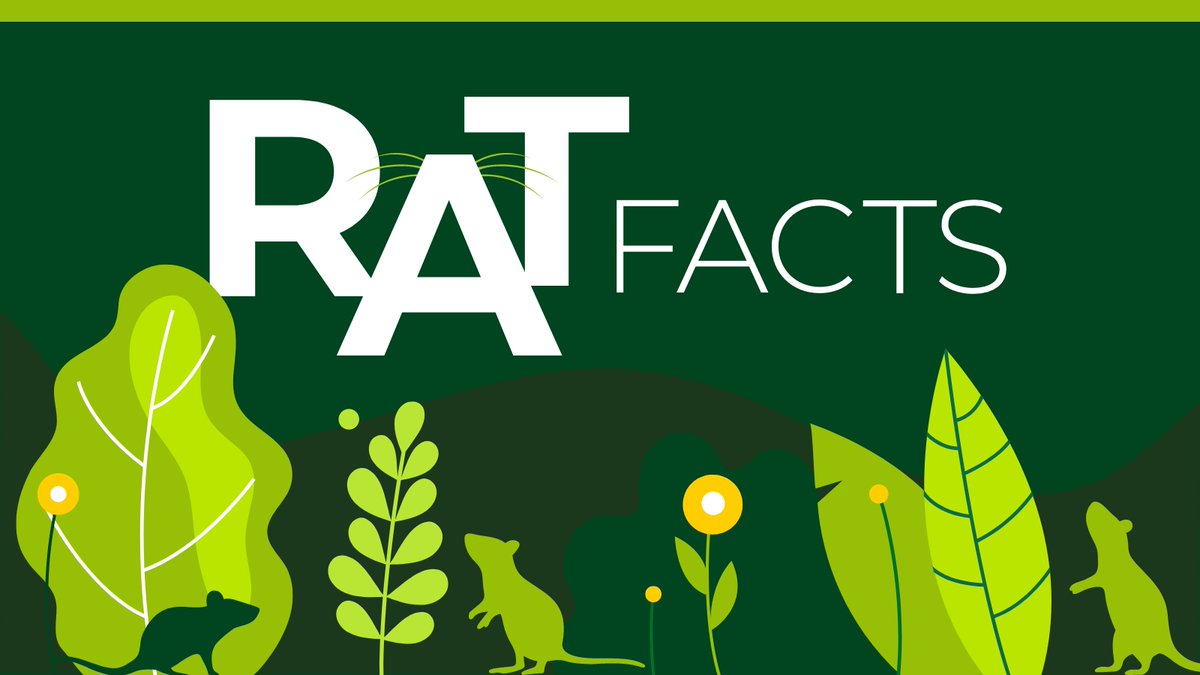 SenesTech's tweet photo. While Norway rats (Rattus norvegicus) mate year round, they tend to have the most sex during the warmer months. Let's give 'em a #SafeSexSummer with ContraPest®.
#RatControl #PestControl #SafeRatSex #Rat #Rodent #ContraPest #RatContraceptive #RatInfestation #RatReproduction https://t.co/pIrd2R5Yyn