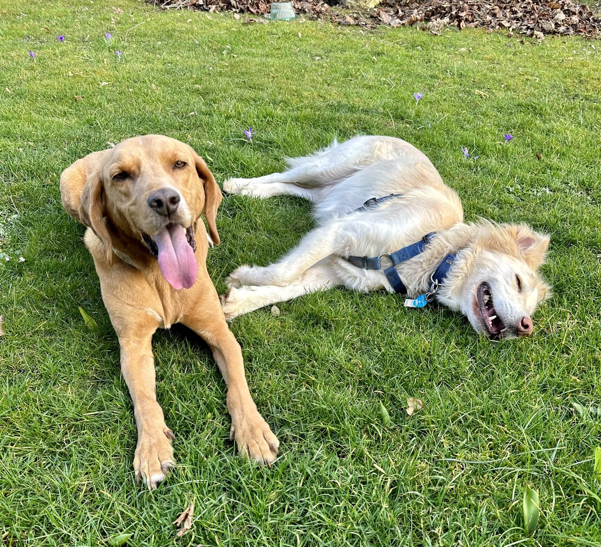 VincentMitsos's tweet photo. Play-Date mit Lenny! Spielen bis Batterie leeeeer! Glücklich! https://t.co/6kUmTMIMf8