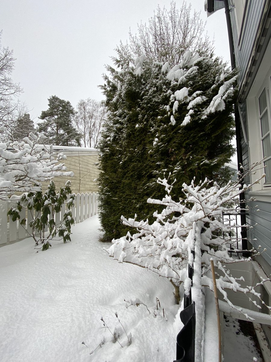geirstor's tweet photo. Loads of snow in my backgarden in Oslo, Norway today. Soon spring though. And the light is beautiful. Like Jesus is cleansing our sins as white snow 🥰✝️😃❤️🤍💙💚😅🇳🇴 https://t.co/4Y1Vjvicjt