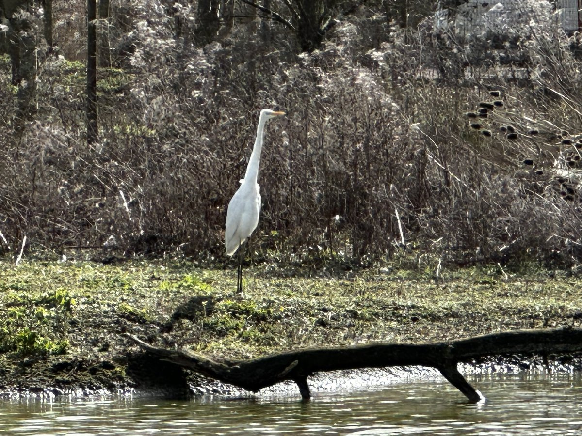 @DotJones50 @slimbridge_wild It was still there today ☺️