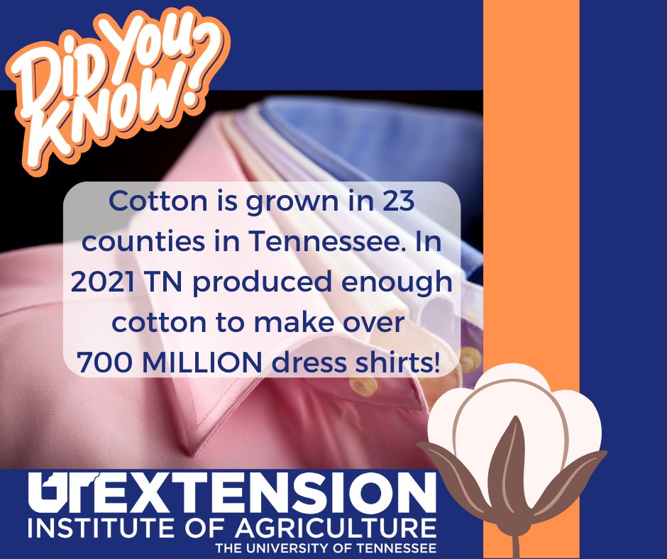 Continuing to celebrate Extension month - fun fact about the cotton we grow on Tennessee :)
