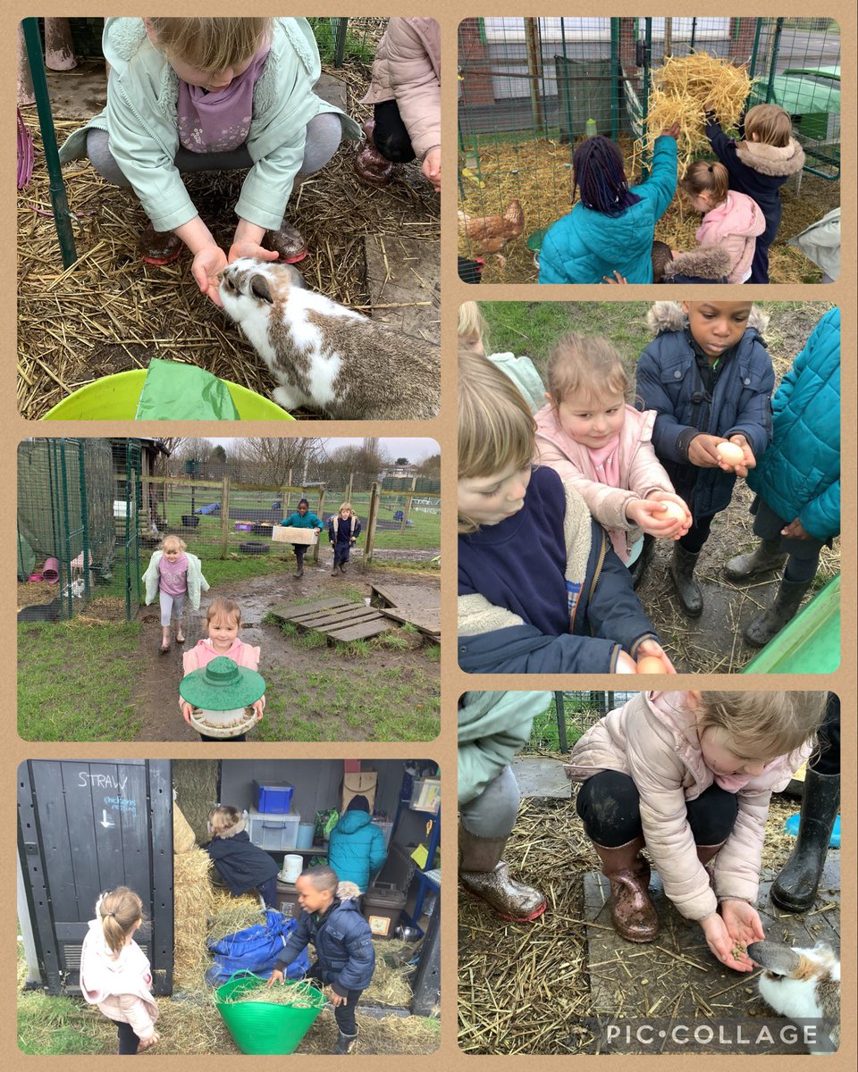 Mrsaspinall1's tweet photo. An exciting start to #BritishScienceWeek2023 as #class3 opened up our farm, fed the animals and completed lots of jobs- we even got 3 eggs! #sjsbScience #sjsbFarm #sjsbSMSC https://t.co/d12yTJihRm