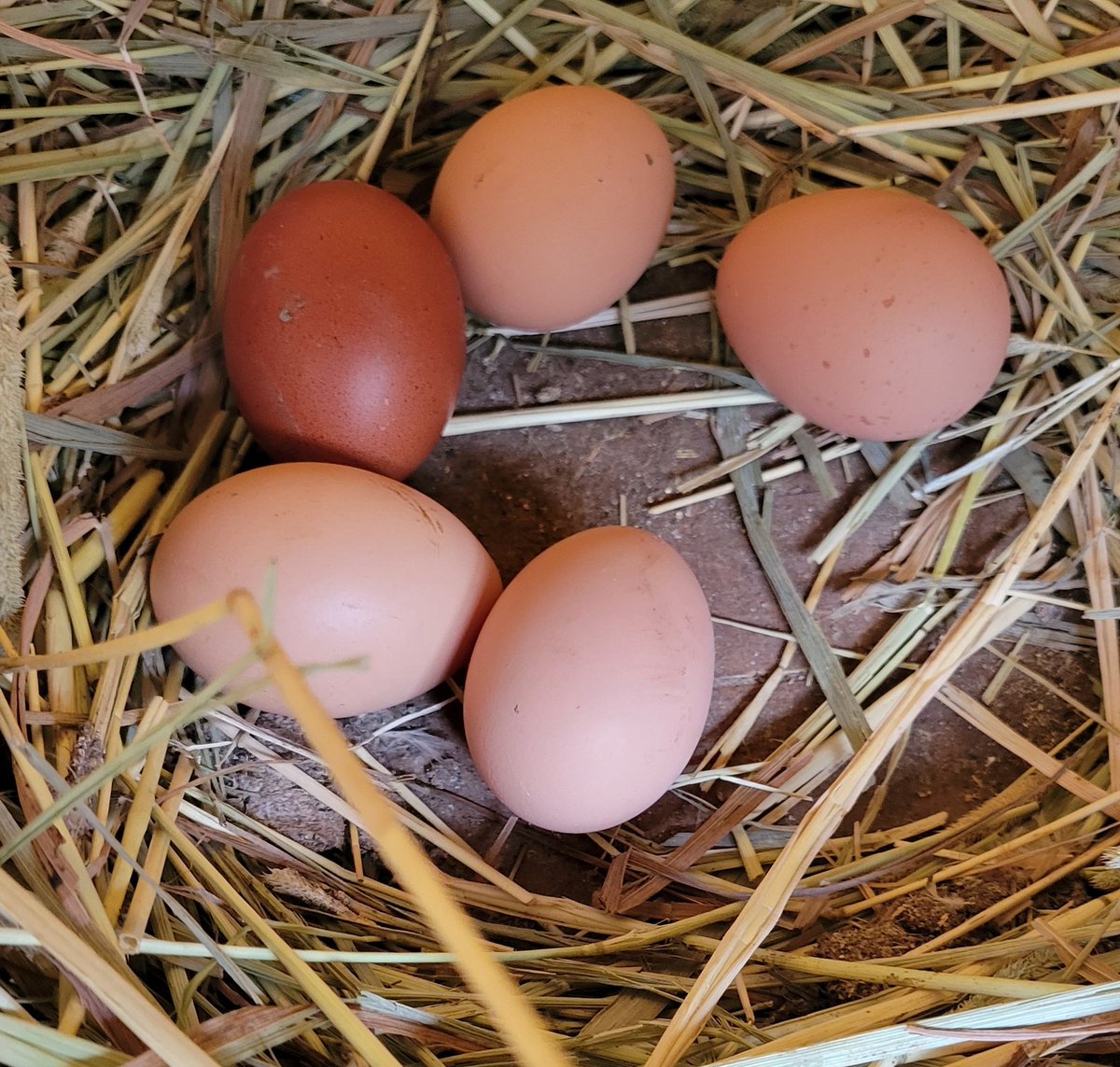 CandaceSotela's tweet photo. After about 2 months of our chickens not laying eggs, we switched up their feed and they're back to their regularly scheduled program. 🧡 https://t.co/ZS4HpHKowU