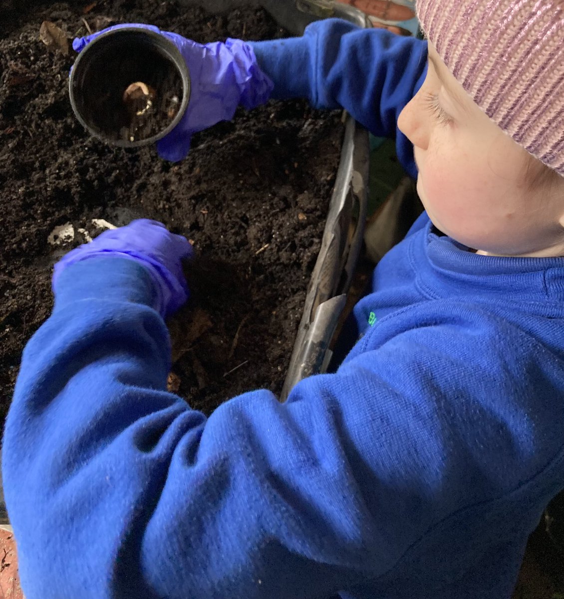 EdenPlantsman's tweet photo. A little helper today, potting on some Horse Chestnut seeds that she collected in the Autumn. They have have been germinated in vermiculite. https://t.co/VjTbd9rjBW