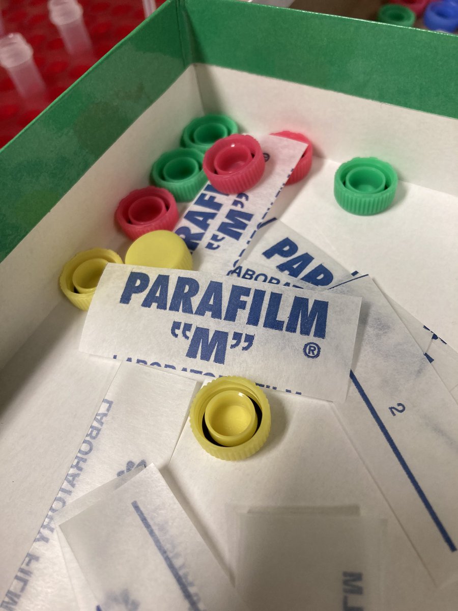 RachelLippert's tweet photo. Tomorrow morning #TeamLippert will host TWENTY (!!) curious 8-yr olds to for #BrainAwarenessWeek. My team put together some fun lab stations. Can’t wait to share #brain fun with some curious kids! #dilutions #parafilm #microscopes #GFP #neurons #aufDeutsch #scicomm @Leibniz_DIfE https://t.co/DA9VCmEpUJ