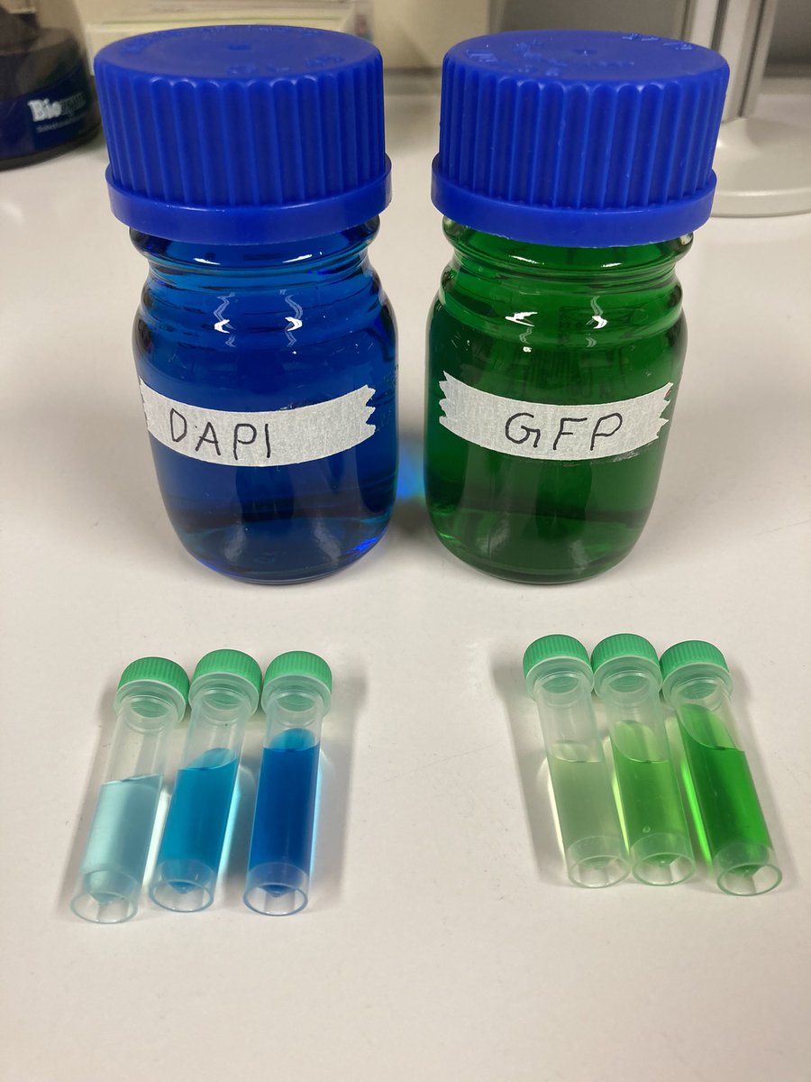 RachelLippert's tweet photo. Tomorrow morning #TeamLippert will host TWENTY (!!) curious 8-yr olds to for #BrainAwarenessWeek. My team put together some fun lab stations. Can’t wait to share #brain fun with some curious kids! #dilutions #parafilm #microscopes #GFP #neurons #aufDeutsch #scicomm @Leibniz_DIfE https://t.co/DA9VCmEpUJ