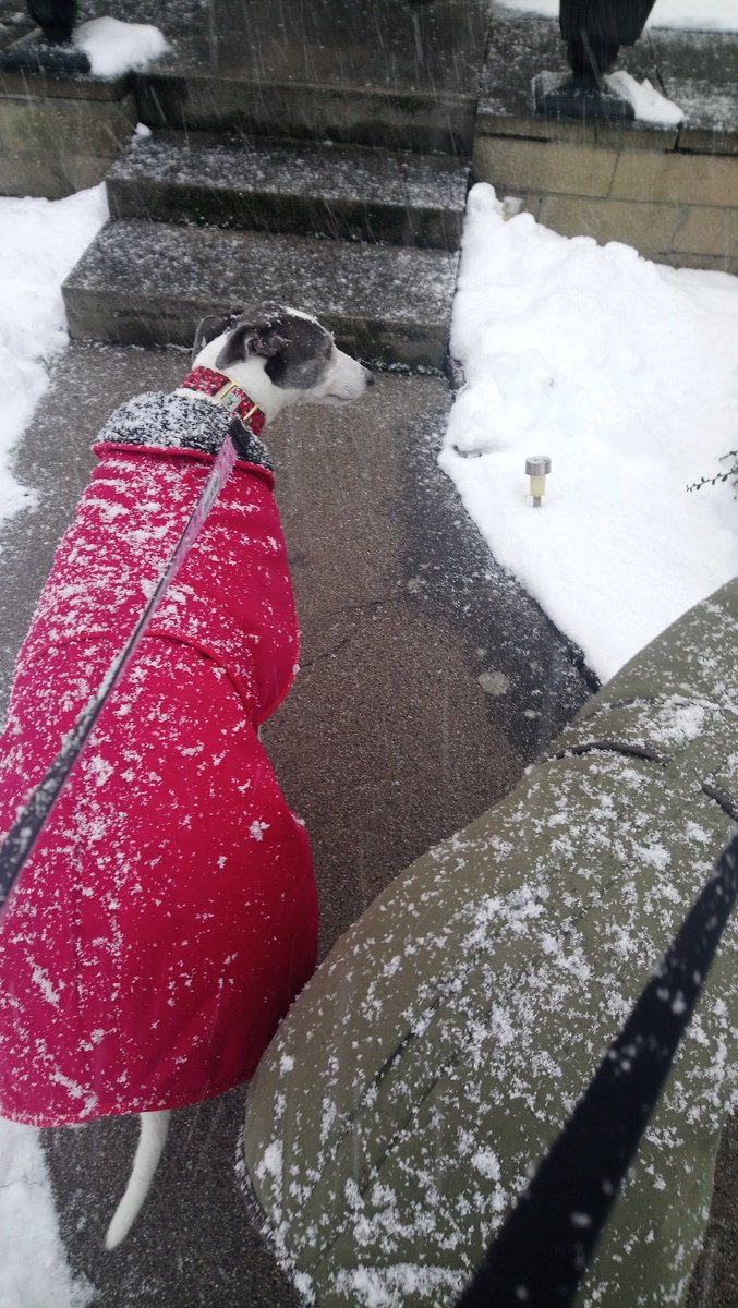 JaygarDickson's tweet photo. @ForeverHoundsUK We like our snow adventures.  Sonny and Belle from Edinburgh 😍 https://t.co/4RgcrjyIxj