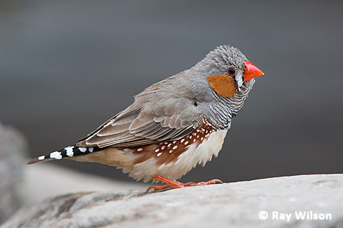 Animal Behavior Society (@animbehsociety) on Twitter photo Prenatal sound experience affects song preferences in male zebra finches
Article in #AnimalBehavior by <a href="/andrew_katsis/">Dr Andrew Katsis</a>; Andrew Bennett; Katherine Buchanan; <a href="/BirdLabFlinders/">Sonia Kleindorfer</a> & <a href="/MyleneMariette/">Mylene Mariette</a>:
tinyurl.com/yc38ccff
#ZebraFinches #bioacoustics Prenatal sound experience affects song preferences in male zebra finches
Article in #AnimalBehavior by <a href="/andrew_katsis/">Dr Andrew Katsis</a>; Andrew Bennett; Katherine Buchanan; <a href="/BirdLabFlinders/">Sonia Kleindorfer</a> & <a href="/MyleneMariette/">Mylene Mariette</a>:
tinyurl.com/yc38ccff
#ZebraFinches #bioacoustics