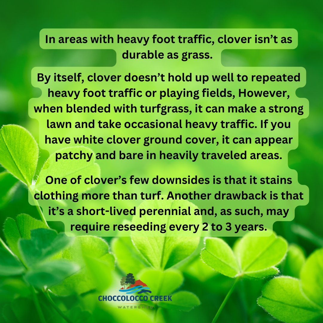 Choccolocco Watershed (@choccoloccows) on Twitter photo 