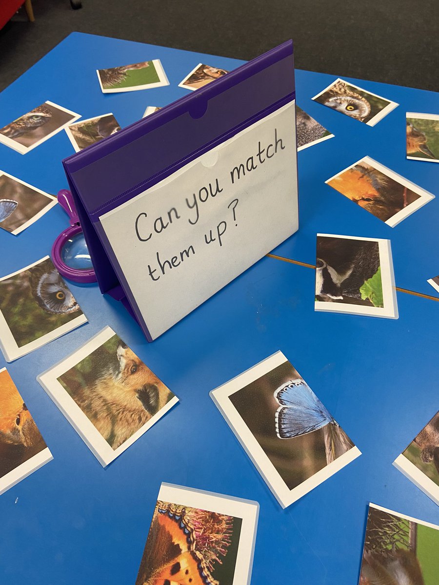 BillyBobbyBear's tweet photo. STEM week. Wildlife Faces - matching animal faces. The children are developing their observational skills and knowledge of names and features of living things found typically in parks and gardens , fields and hedgerows in the UK. https://t.co/TmxpKh5xDZ