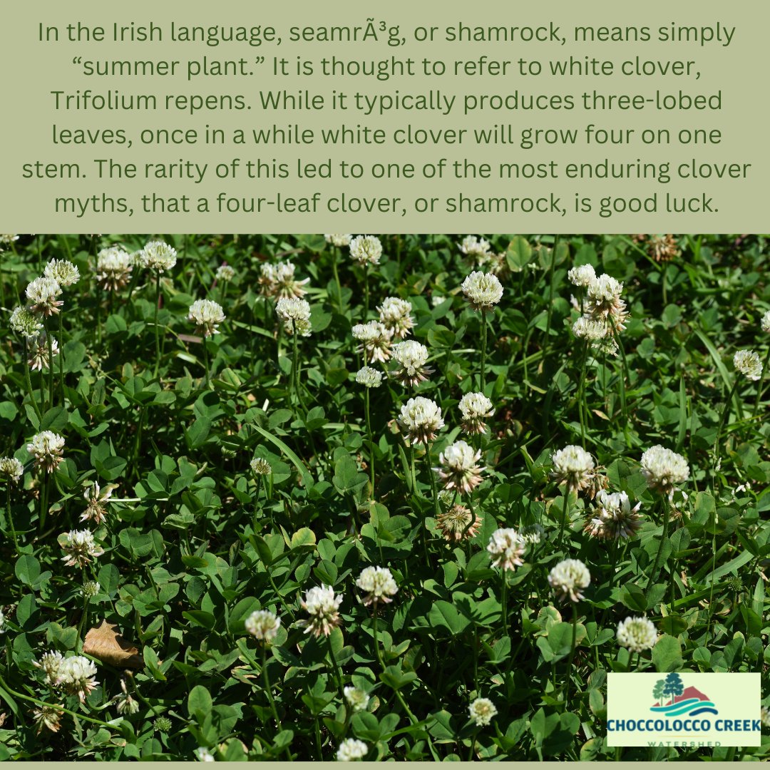 Choccolocco Watershed (@choccoloccows) on Twitter photo 