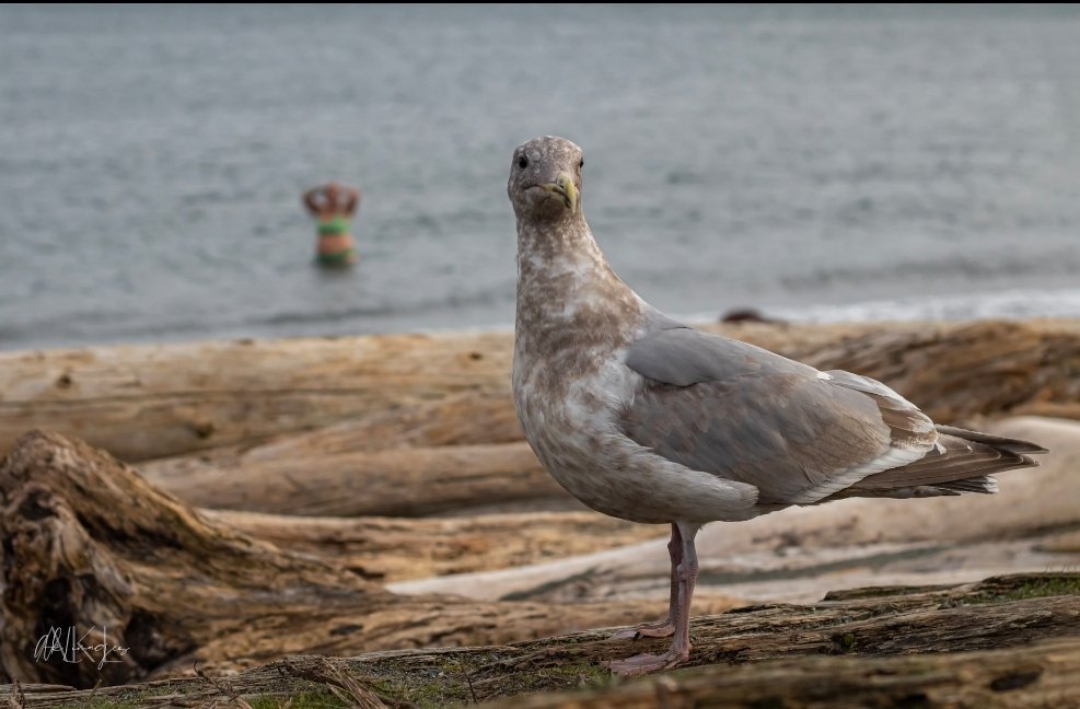 Aklimages's tweet photo. "What is she doing?"
Taken at Esquimalt Lagoon, Victoria BC Canada. https://t.co/LoPtV8T2bc