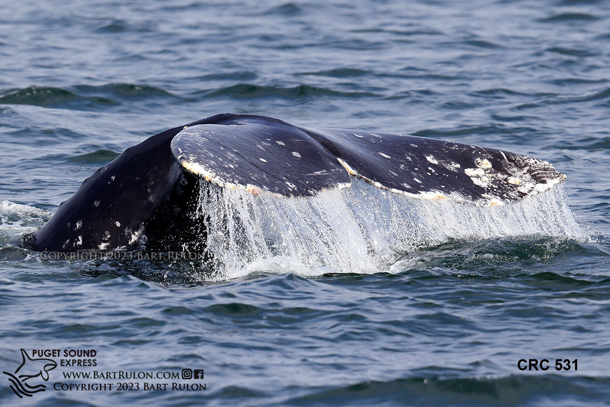 Pacific Whale Watch Association 🐳 tweet media