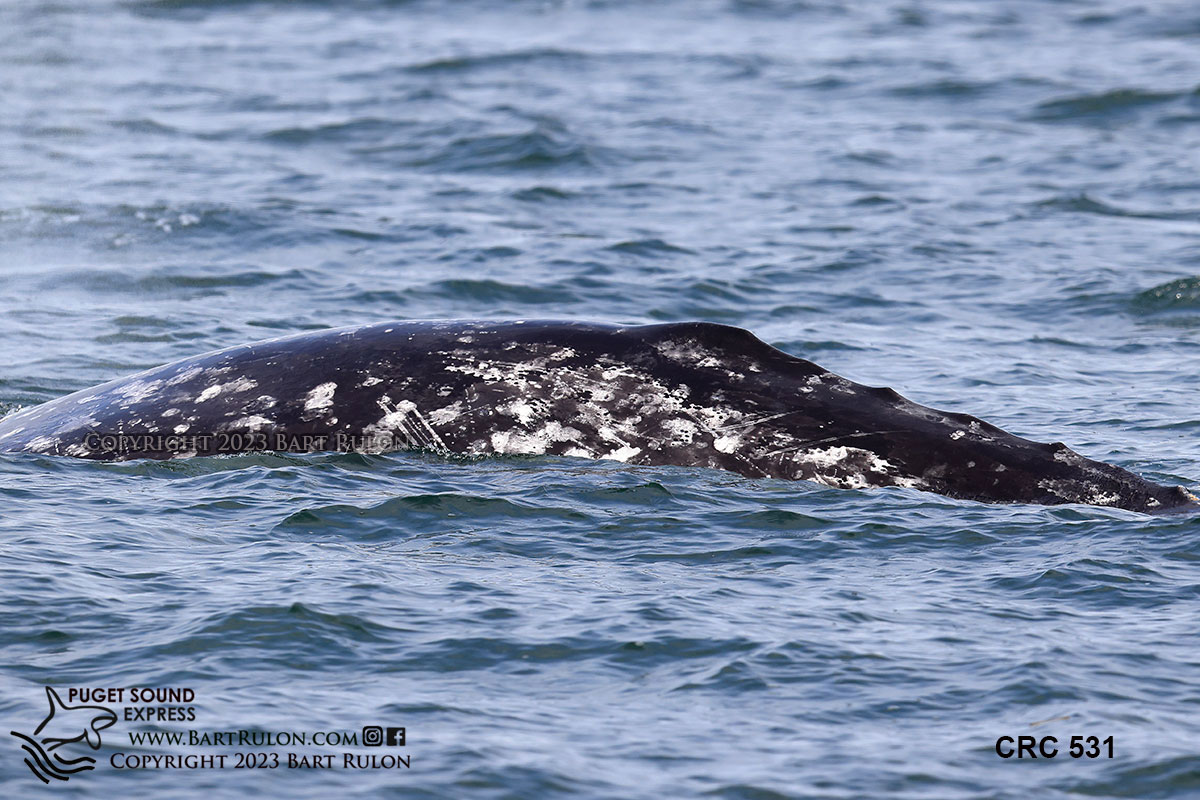 Pacific Whale Watch Association 🐳 tweet media