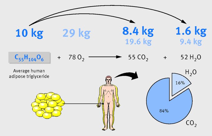 When humans lose weight, fat is eliminated and leaves the body. But not through the channels you probably think. Believe it or not 80% of the fat is exhaled through the lungs as carbon dioxide 

[read more: ow.ly/oGXV30nIUxP] 
[source: buff.ly/2KbQTrN]