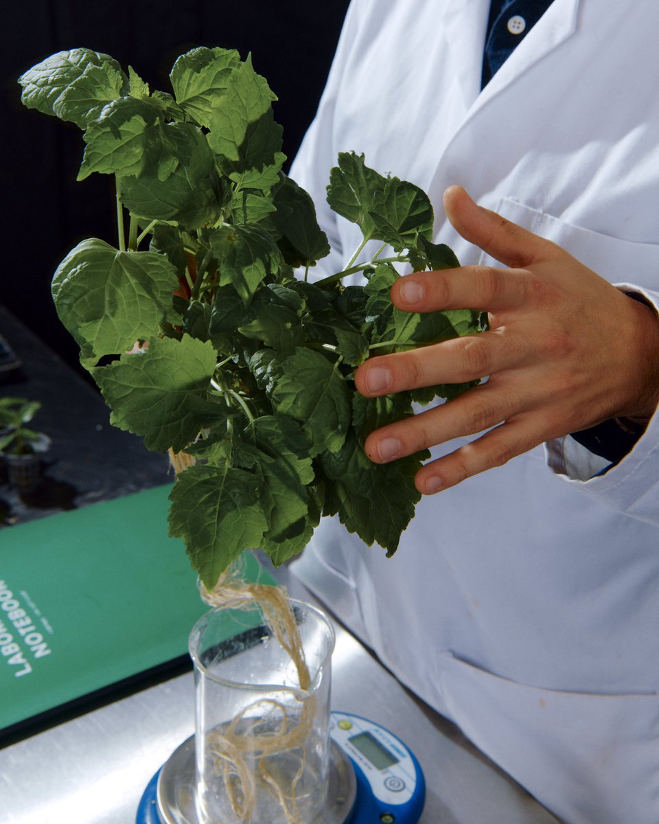 InterstellarLA's tweet photo. Growing #patchouli with #BioPod results in an 11x increase in fresh patchouli leaves per year compared to open-field farming, thanks to its #CEA systems.
BioPod's controlled climate ensures a consistent and high-quality patchouli oil yield, which leads to more uniform quality in consumer products like perfumes and cosmetics.