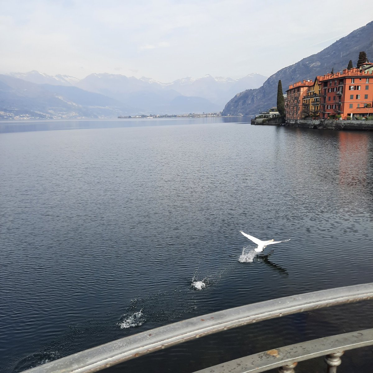 #Bellano
#ComoLake
Il cigno in volo