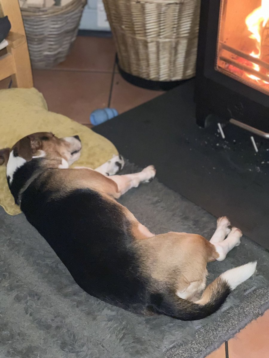 After a muddy 15 miler the pooch is clean and resting #traildogs #goatmtb #ludlow #mountainbike #mtblife #absolutemtb #UKmtbchat #totalmtb