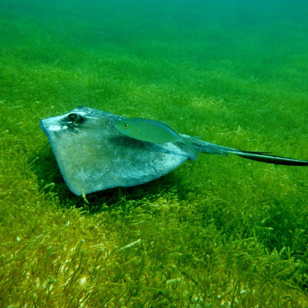 Belize Dive Haven tweet media