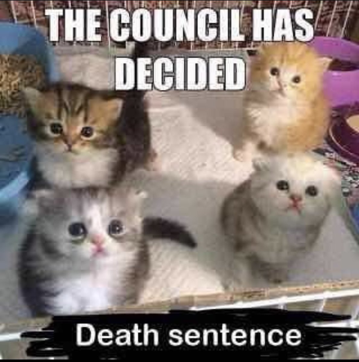 Posts Of Cats (@postsofcats) on Twitter photo 