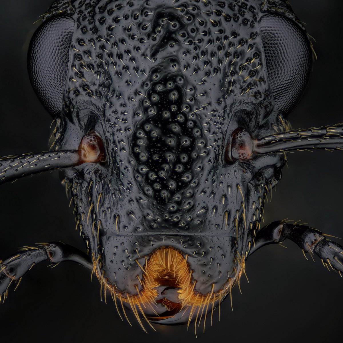 sagaOptics's tweet photo. Portrait of a carrion beetle, Phosphuga atrata Schwarzer Schneckenjäger.

#phosphugaatrata #schneckenjäger #carrionbeetles #carrionbeetle #insects #entomology #biodiversity https://t.co/bE0vLKUMZh