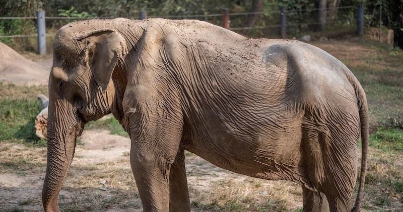 Le dos de cet éléphant nommé Pai Lin s'est retrouvé trouvé complètement déformé après qu'il est passé 25 ans à transporter des touristes en Thaïlande dévoile l'ONG qui l'a recueilli. 
Une séquelle, définitive.