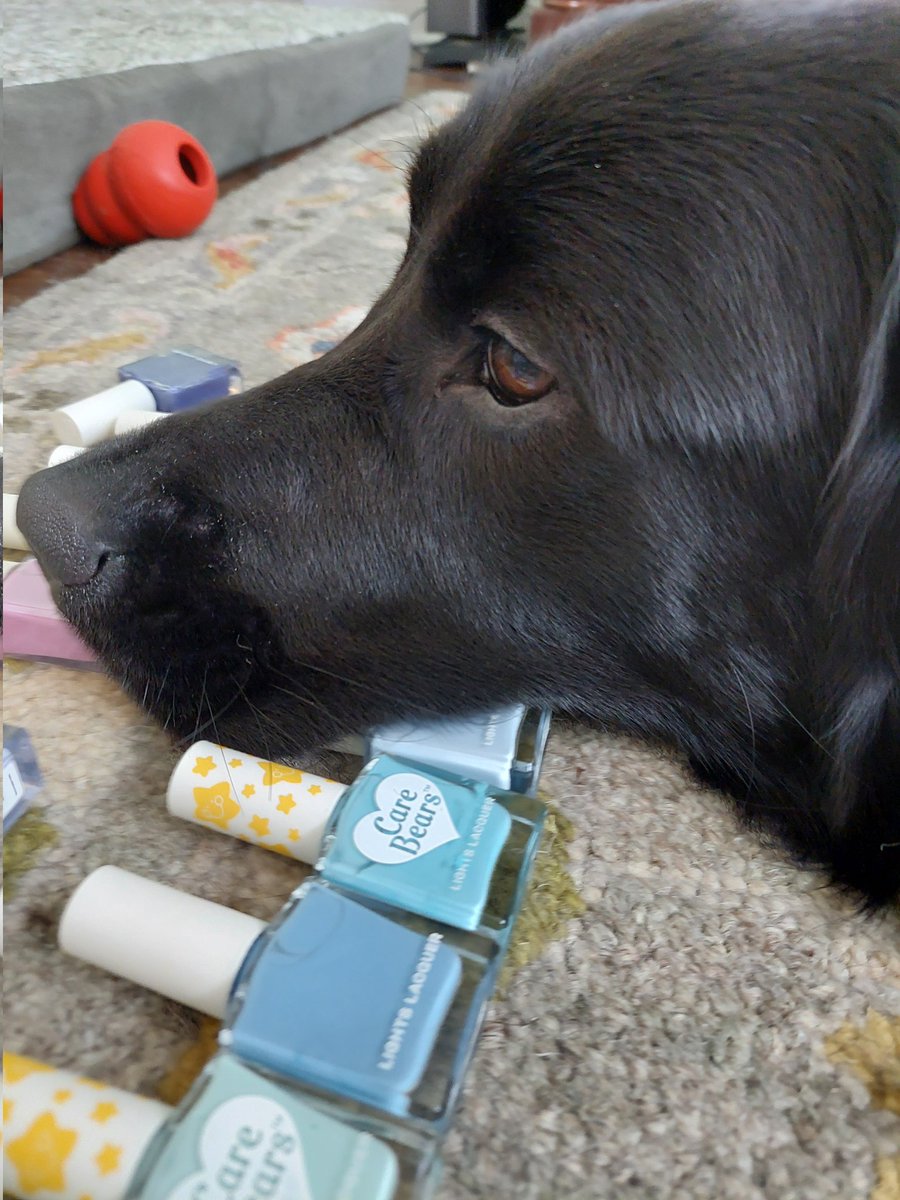 imnotsophancy's tweet photo. Atlas refuses to leave despite me trying to organize my nail polish collection. #LightsLacquer #ESSIE #Nailpolish https://t.co/t20CT2MA8k