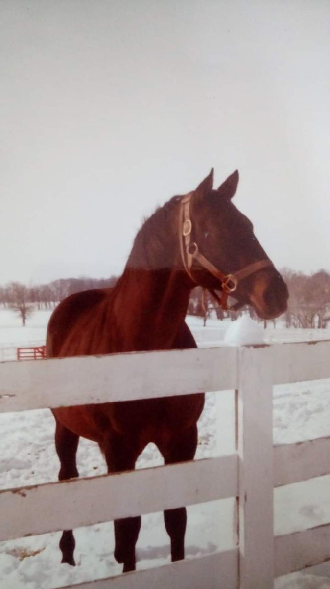 HORSERACING1002's tweet photo. BEST TURN 🇺🇸1966
(TURN-TO - SWEET CLEMENTINE BY SWAPS)#BestTurn
B/O Calumet Farm 
28-15-5-2--$270,339
Saranac H, John B. Campbell H, Queen's County H, Vosburgh H,  Paumonok H. 
2nd Patriot S, Carter H
3rd Royal Ponciana H,
Keystone H. https://t.co/HqCjlprIiz