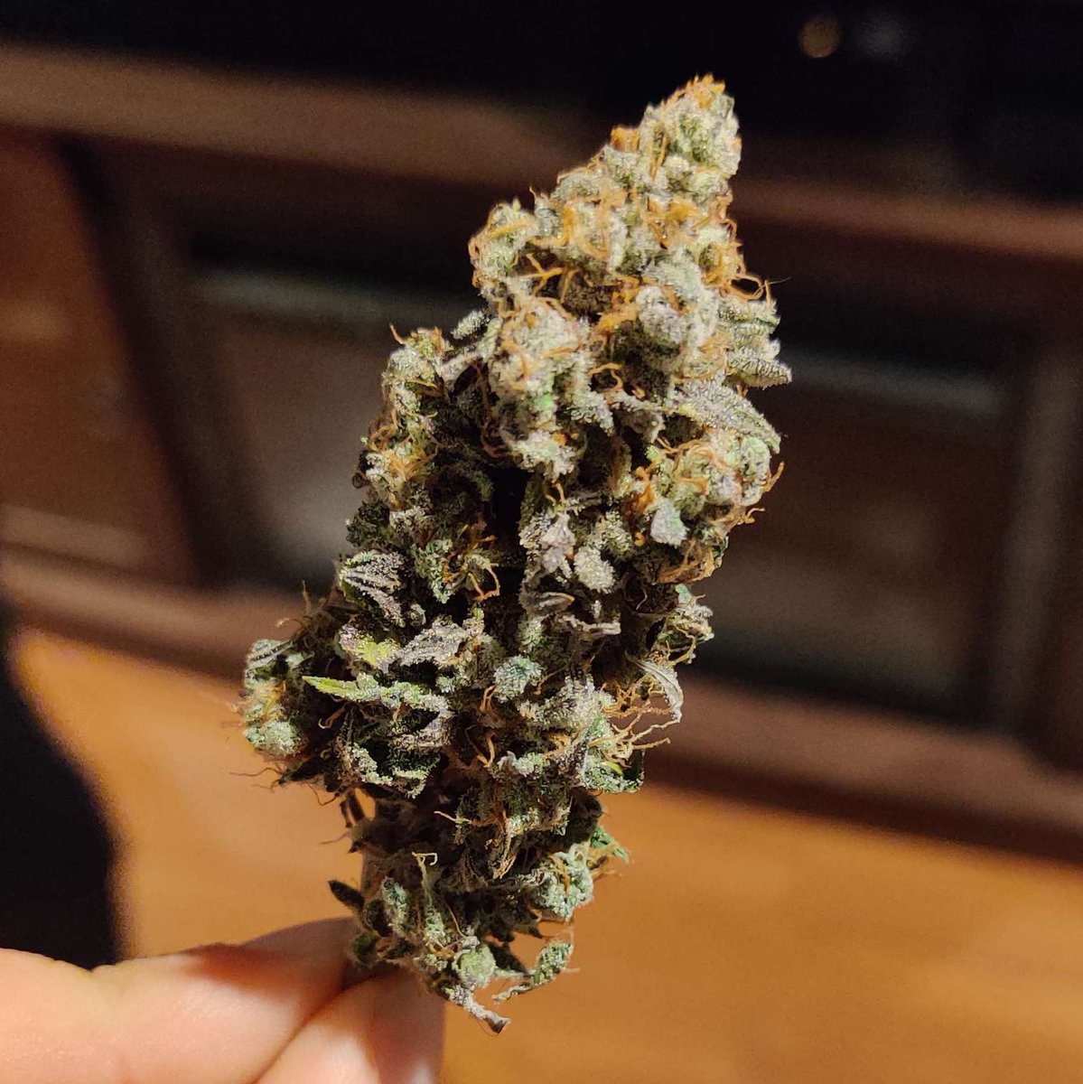 Purple Dream (Blue Dream x Purple Punch) grown by MaximumTriangle

Bred by: Greenpoint Seeds

#purpledream #bluedream #purplepunch #blueberry #haze #larryog #granddaddypurple #cannabisculture #cannabiscommunity #growyourown #feminizedseeds #cannabisseeds #greenpointseeds