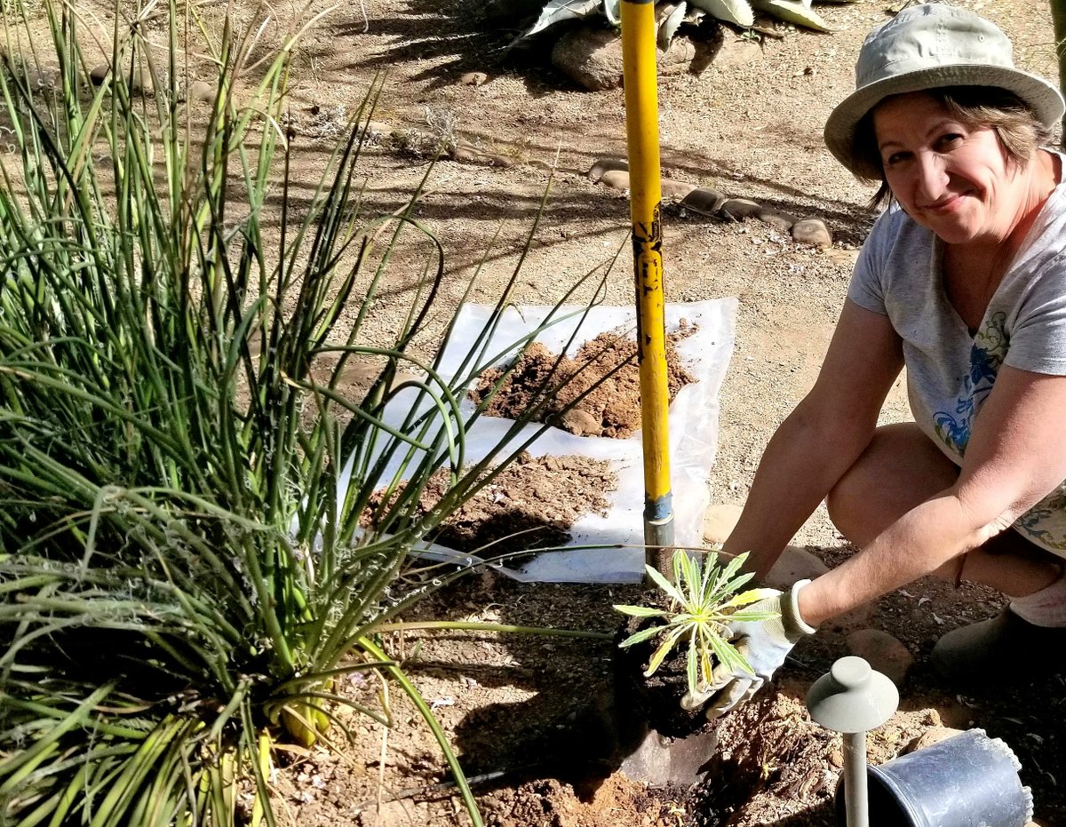 WUIW's tweet photo. 👩‍🌾 Did you know that shallow and wide planting holes are best? 

➡️ Find plant selection tips, when to plant, and our steps for successful planting here:
https://t.co/eBdOtk4JJf 

#savewater #conservewithus https://t.co/VD9cCAb0Bm