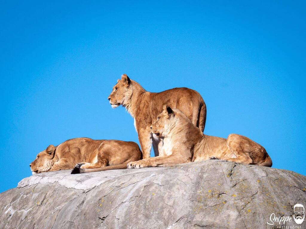 snippephoto's tweet photo. 🦁☀️ Ze hadden een mooi uitzicht. Jammer dat alle sneeuw al weg was zaterdag ochtend.  maar het zonnetje vonden ze wel even lekker zo te zien.

#lion #leeuw #wildlands #emmen #drenthe #zoo #zoophotography #photography #animal #naturephotography #zooanimal #dierentuinfotografi… https://t.co/x3MM3VDaUj