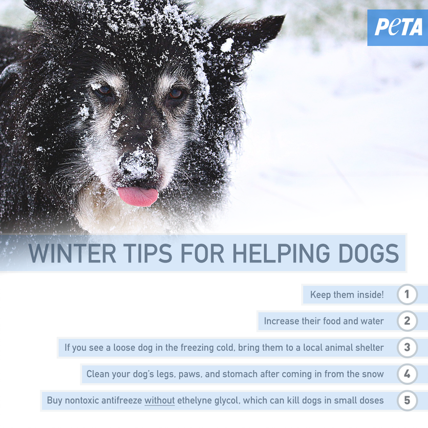 peta's tweet photo. @JasonFrazerTV Never leave animal companions outside—keep them with you! Check out these lifesaving tips for keeping animals safe during the #noreaster: https://t.co/yy2i5sDIJL 💨❄🐾 #ColdBlue https://t.co/vGw6jLycnz