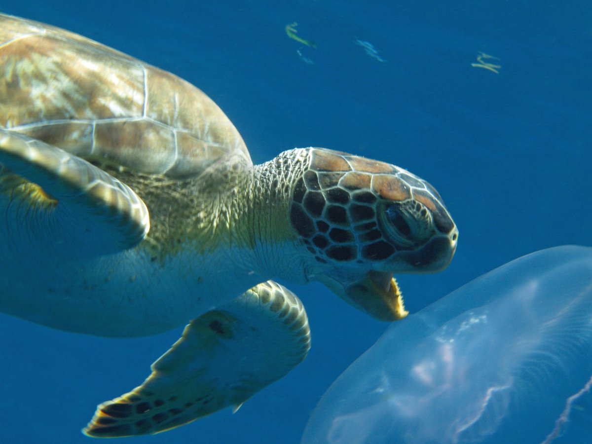 Fully funded #PhD to study sea turtle foraging ecology using a range of molecular approaches. Opportunity for a biologist from UK or Indian Ocean region with interest in conservation genomics to join our group <a href="/swanseauni/">Swansea University</a> with <a href="/SoniaCdO/">Sonia Consuegra</a> <a href="/TamsynUW/">Tamsyn Uren Webster</a>  swansea.ac.uk/postgraduate/s…