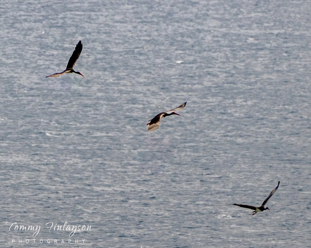 3 Black storks from over 50 seen #Gibraltar #BirdsSeenIn2023 #birdmigration @GibMarine @gonhsgib @BirdingRasta #birdPhotography #birdwatching @GibraltarBirds @_BTO @Natures_Voice #TwitterNatureCommunity @Britnatureguide
