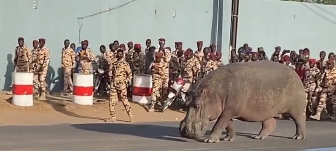 fjc_batault's tweet photo. A very African traffic jam https://t.co/OsxK8Js3Sd