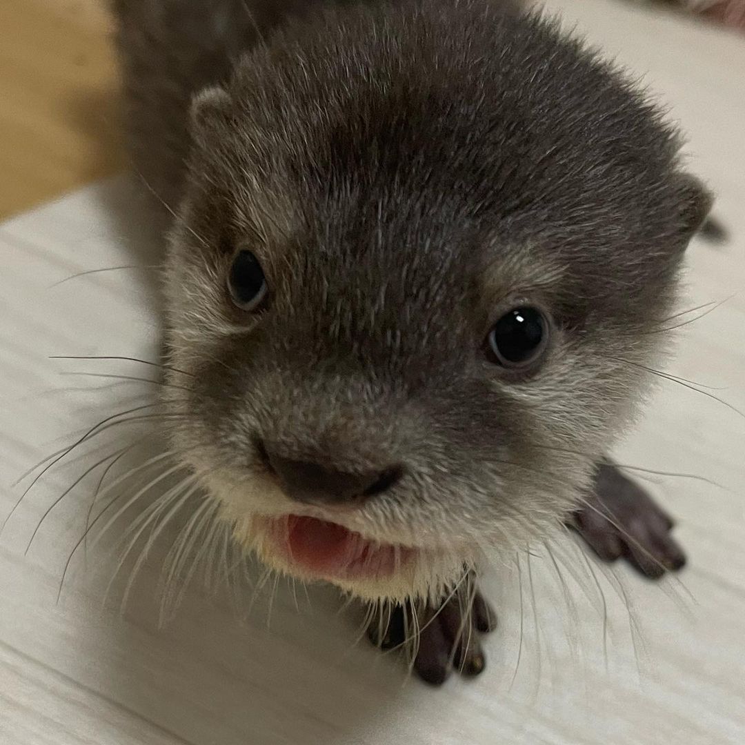 otteritarian's tweet photo. smol blep https://t.co/OXM9ZSMlsh