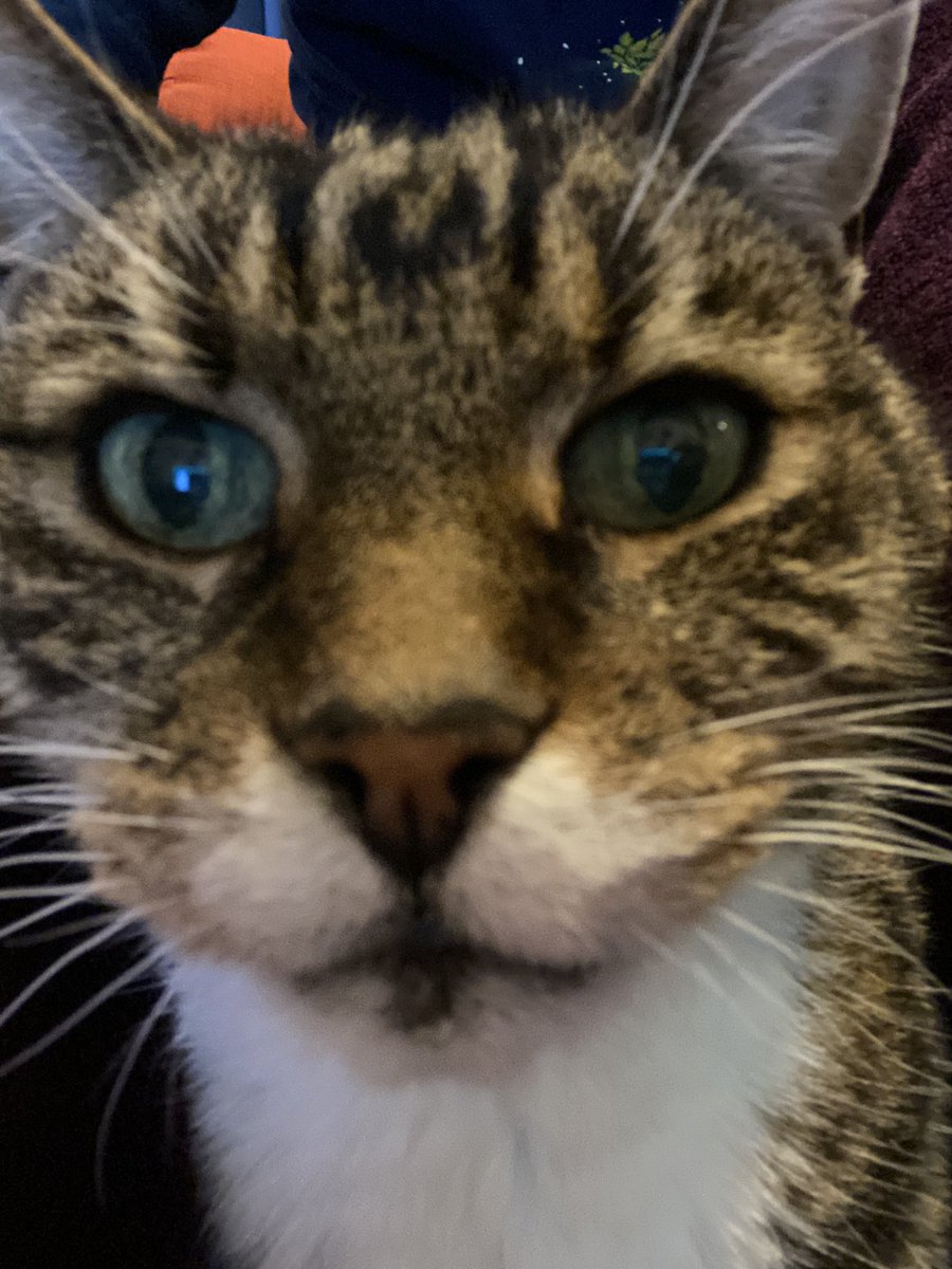 fennelbreadboy's tweet photo. whut games are on your phone https://t.co/7rI99mUy0I