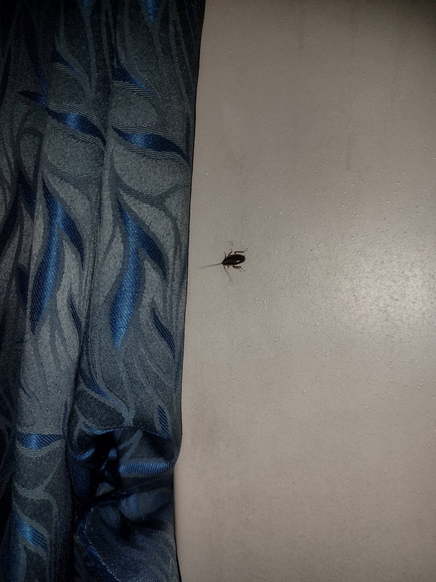 AkshikaSingh5's tweet photo. @RailMinIndia @WesternRly I am travelling in Bkn Duranto Exp (12259) and I've been seeing so many cockroaches around, and one just popped up near my face. This is the situation in a train that comes under some of the reputed one's. It is seriously the last thing I want at 23:18. https://t.co/kpNwTLr92e