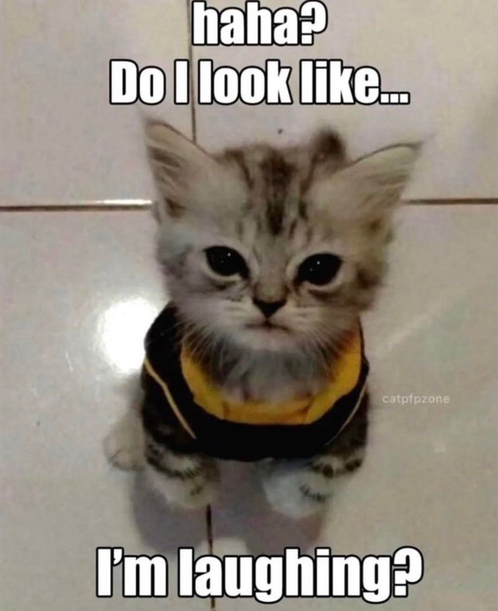 smol silly cat (@catsillyness) on Twitter photo 