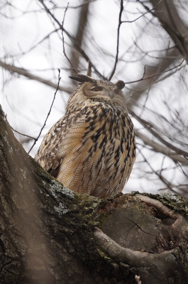 suemei's tweet photo. Falco in northern Central Park on Sunday.  He drew quite a crowd. https://t.co/YHuN6y7B1j