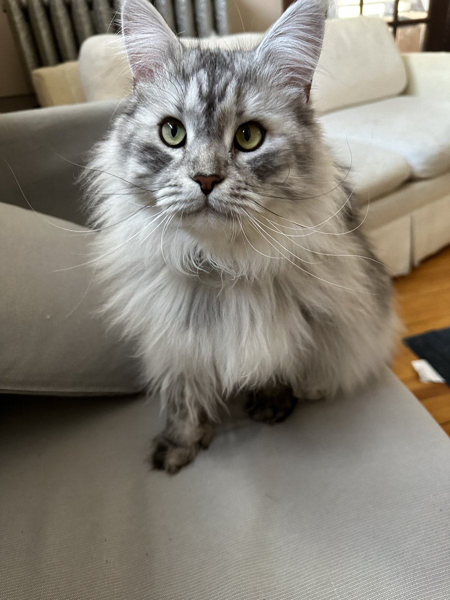 This Cat Is Fucked Up Bruh Ethan on Twitter: "this cat is fucked up bruh"