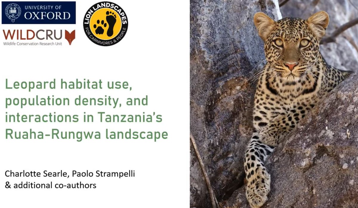 First day at the Global @LeopardConf today - some great presentations. Especially impressed with @WildCRU_Ox research and findings, per the keynote, and this one. Looking forward to the rest of the week! #GLC23