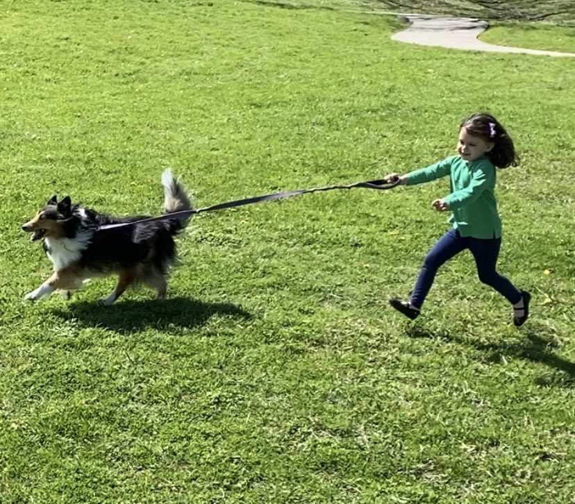 Love that only two of six feet are on the ground! #SpringBreak #shelties