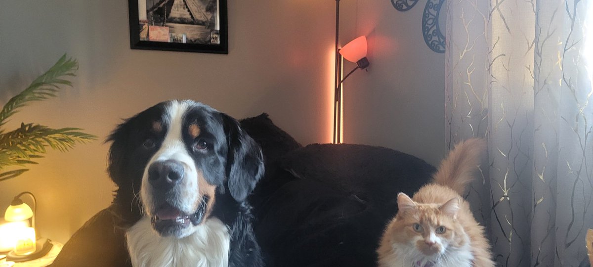 HankTheBerner's tweet photo. It's been a bit friends, but I wanted to show you my sister.🥰 After nearly 3 years she can finally tolerate me without hissing! We take the small wins around here. https://t.co/ZyTHOdI1wm