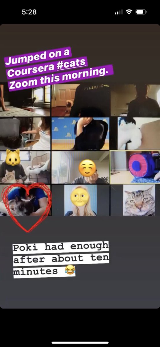 RandomSarah's tweet photo. I joined a work Zoom event where we all brought our cats to meet each other. https://t.co/v3fmFrPupY
