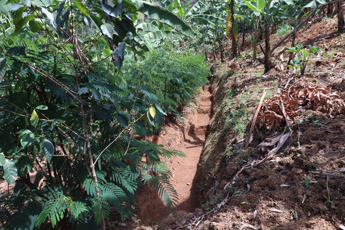 CommonGroundUg's tweet photo. During the @CommonGroundUg team visit to Bududa district for the evaluation and learning activity, farmers revealed that @MwaresProject trained them to dig trenches in their gardens to control soil erosion hence increased productivity. @WURenvironment @issd_uganda @NLinUganda https://t.co/DoQRC9j6p8