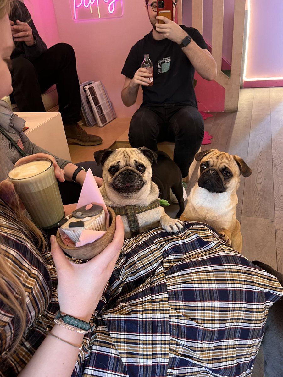 Hammy had the best belated birthday day out yesterday at <a href="/cuppapuglondon/">CuppaPug</a> doing zoomies, stealing cupcakes and sniffing butts
