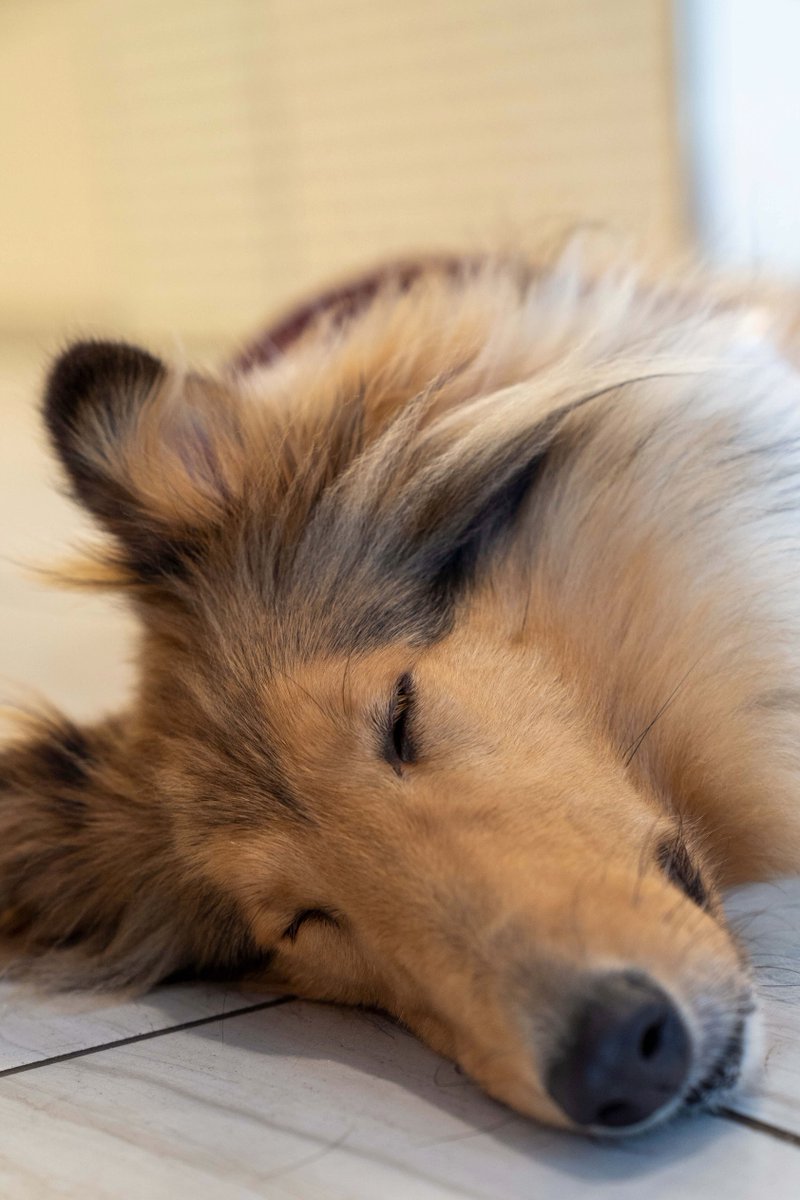 reveille's tweet photo. Spending National Napping Day the only way I know how! 🐾💤 https://t.co/dODXrr0oEc