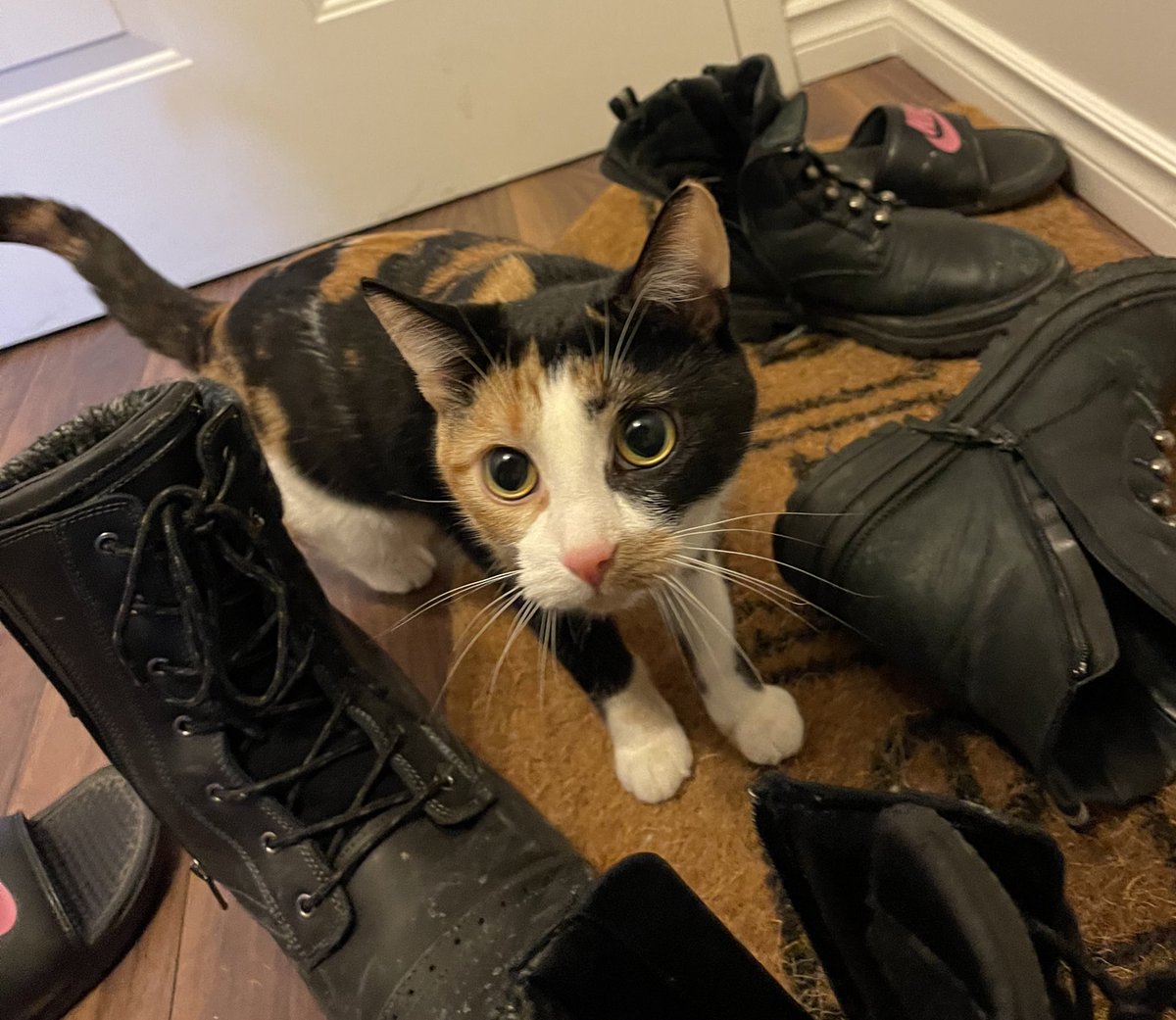 In case you needed a break from your TL, here is my yelling shoe bandit