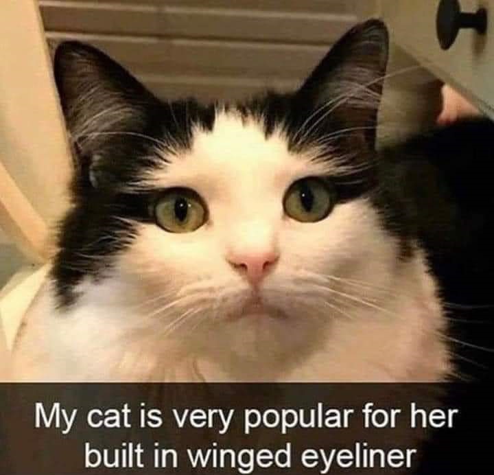 WholesomeMeme's tweet photo. https://t.co/fQgq5glm6O